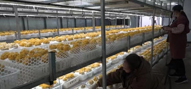 加快食用菌产业发展 加速助推乡村振兴