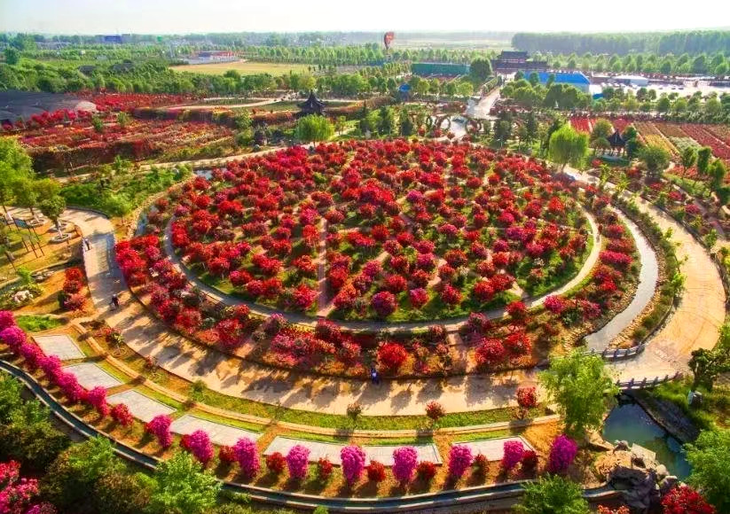河南南阳：一朵花带富一座城