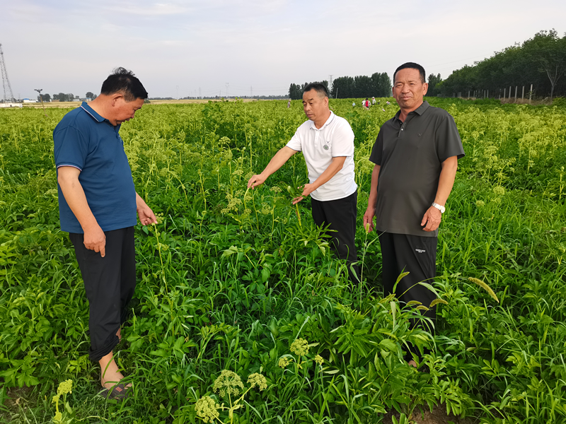 科技助力白芷种植托起村民致富梦
