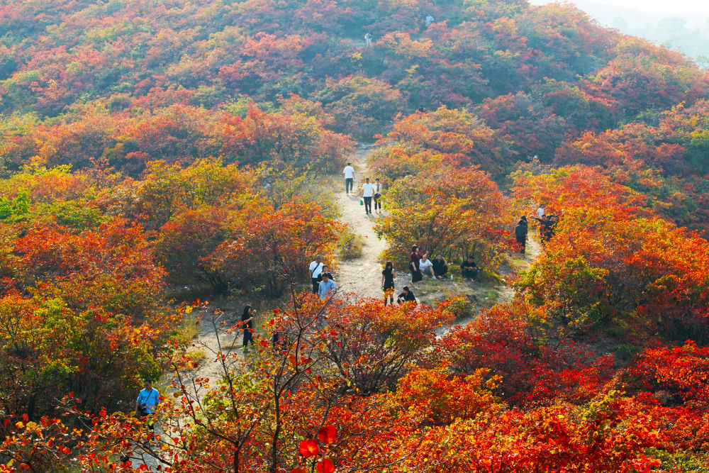 禹州西部山区  层林尽染秋意浓