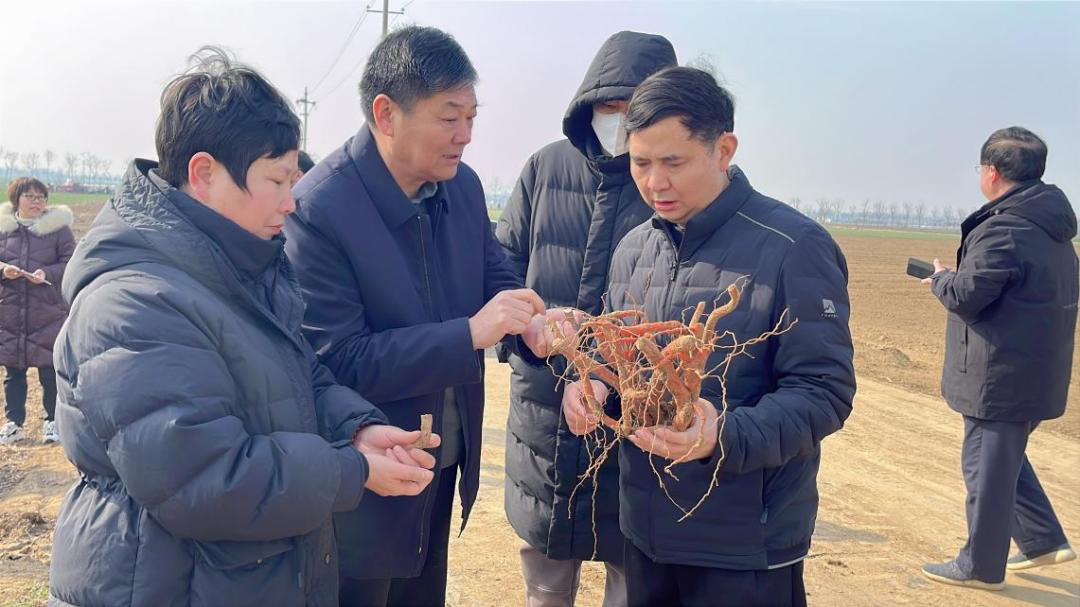 河南省植物病理学会组织专家开展丹参病害绿色防控示范基地测产验收