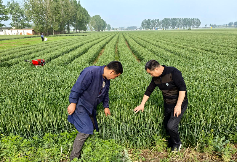 宝丰县科协组织农技协开展“科普护苗”田间行动