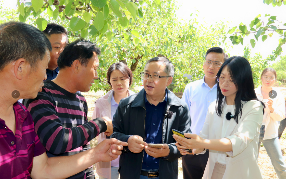国家梨产业顾问组赴宁陵开展科技助农活动
