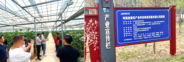 河南省蜜瓜科技特派员服务团赴兰考蜜瓜技术服务