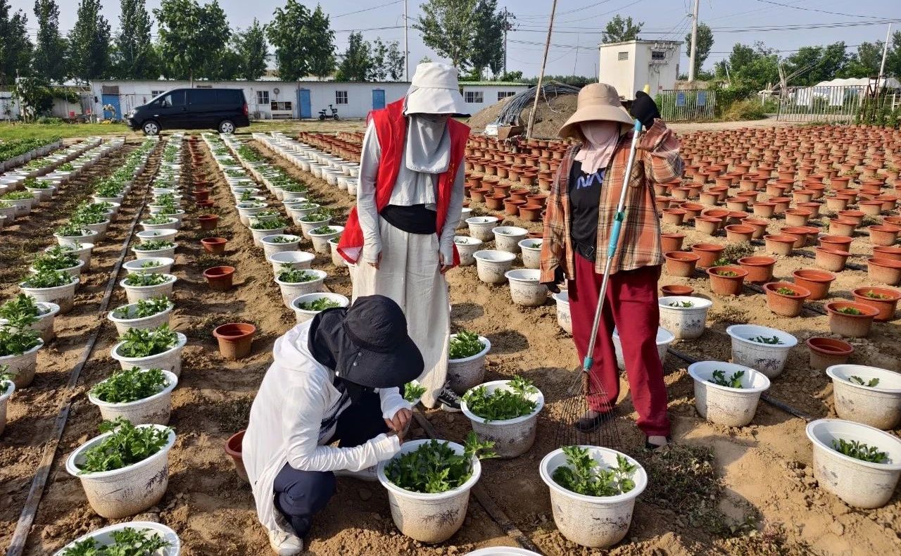 “科创中原”菊花产业科技服务团赴祥符区开展技术服务