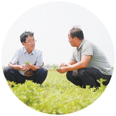 王成章：六年攻坚，六万亩苜蓿创奇迹