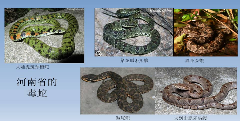 河南公布31家配备抗蛇毒血清医院名单