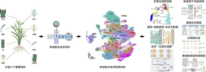 关于水稻，我国科学家又有新成果！造福全球！