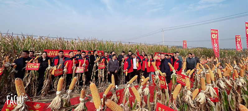 大灾之年显担当，逆势增产创奇迹 ——YD189玉米新品种发布会暨现场观摩会成功举行