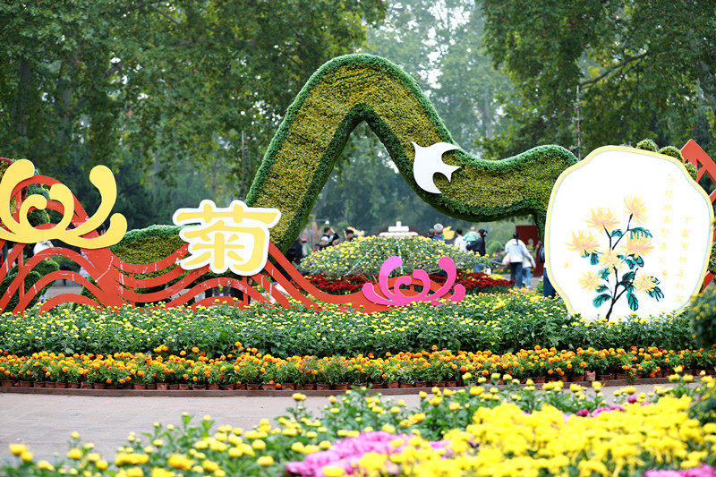 赏菊啦！郑州人民公园菊花展开展了