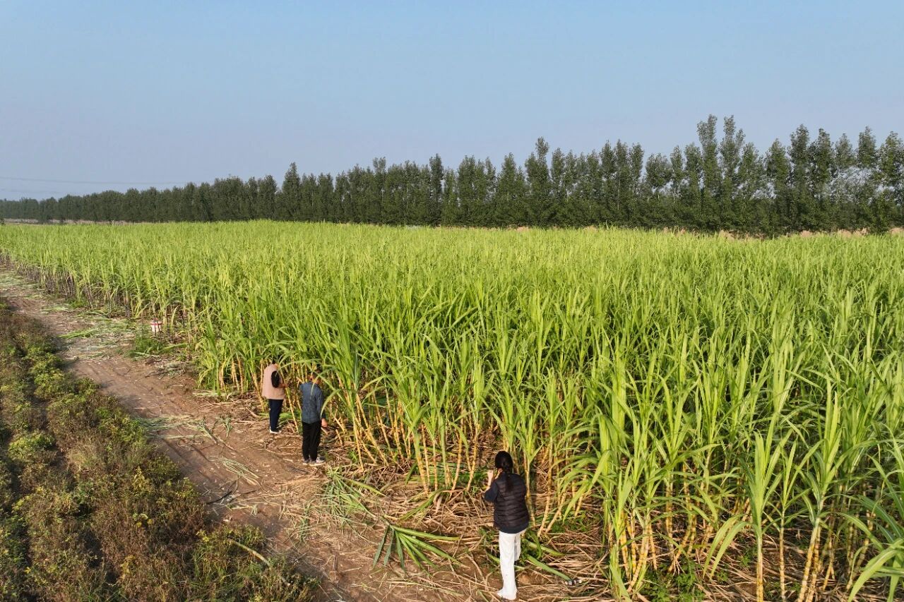 刚刚上市！沁阳“蔗”里有点甜~