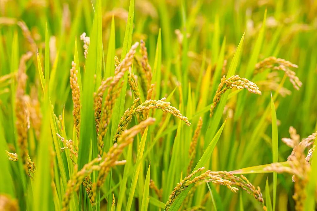 降雨增多，河南要扩大水稻种植吗？
