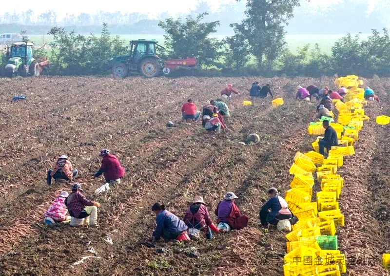 红薯香甜、玉米金黄、柿子红艳！灵宝西阎乡秋收时节“丰”光无限