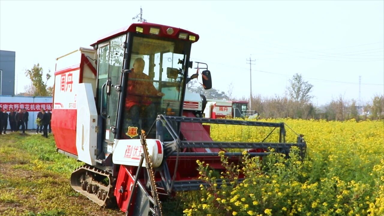 野菊花铺就“黄金路” 乡村振兴驶入快车道