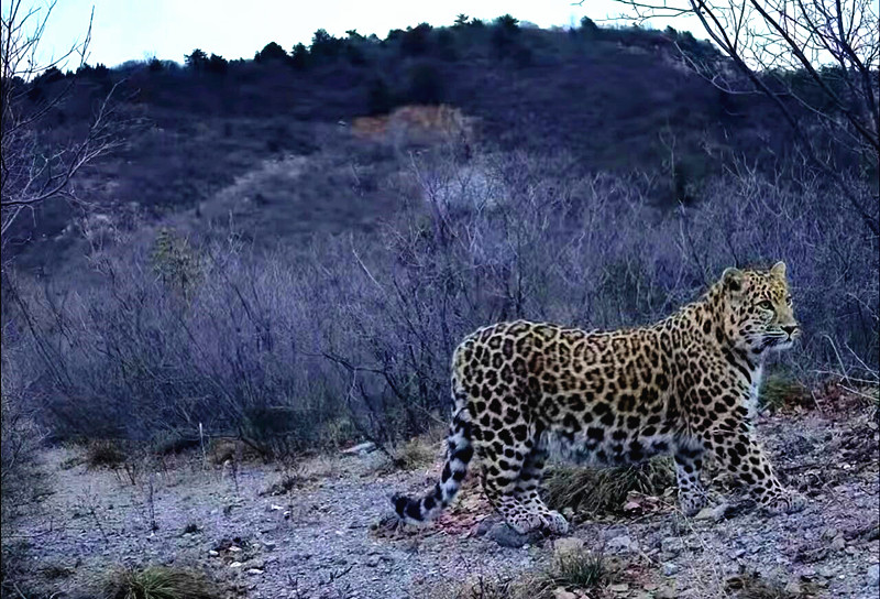 豹出没！河南博爱县首次完整清晰拍到华北豹踪迹