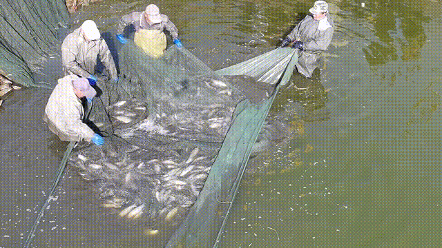 范县陈庄镇：渔业养殖见成效 产销两旺前景好