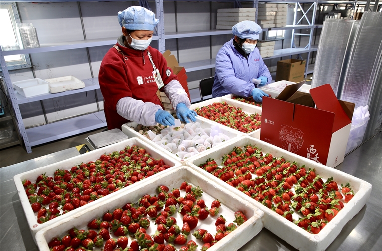 河南如何闯出“莓”好之路 ——从国产新优品种看草莓产业之变