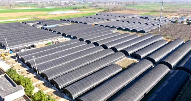 从“一朵菇”到“一条链”：息县包信镇香菇产业成富民强村新引擎