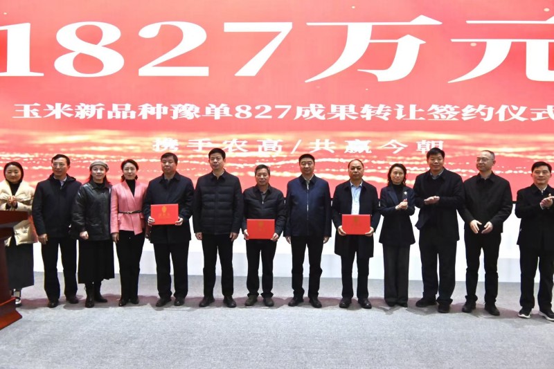 一粒种子的力量：豫单827有望改写玉米产业竞争格局