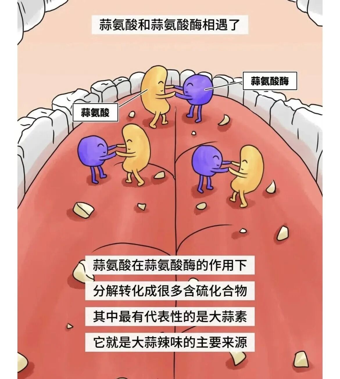 生吃大蒜能杀菌？