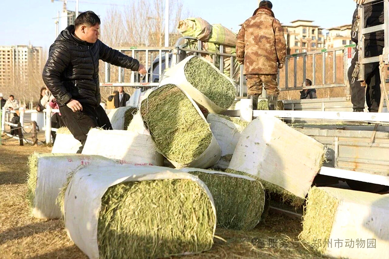 郑州市动物园为东天山骆驼队送上冬日“能量包”