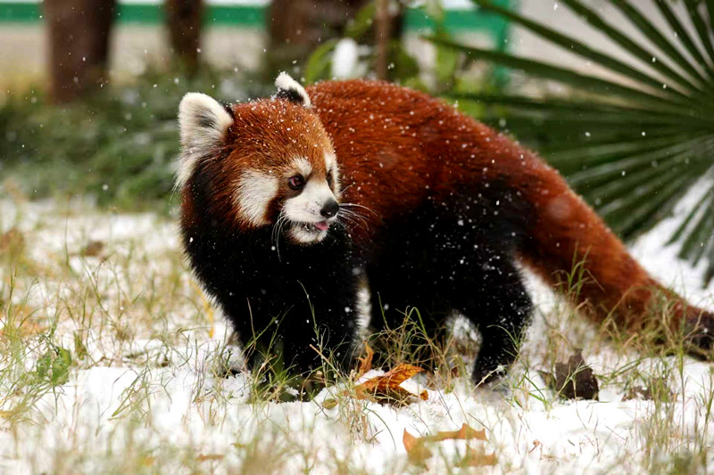 雪天里的暖意！郑州市动物园毛孩子过冬实录