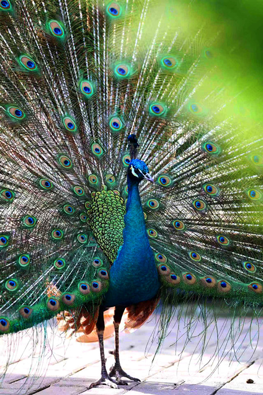 百余只孔雀竞相开屏，郑州市动物园上演春日限定美景