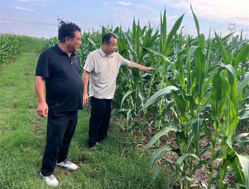 科技助农保丰收  宝丰县科协组织开展雨后病虫害防控指导