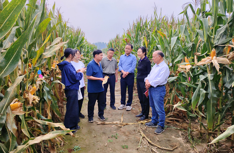 河南省植物病理学会组织专家开展玉米病害田间考察
