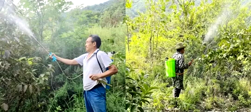 三位一体精准施策 护航山茱萸稳产增收——卢氏县瓦窑沟乡开展山茱萸种植技术培训
