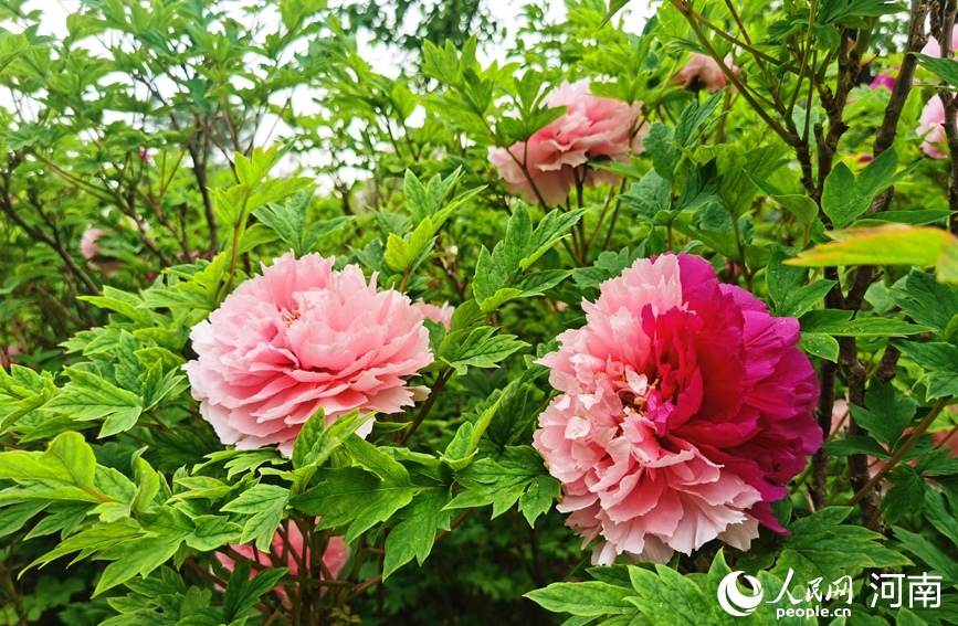 洛阳牡丹进入盛花期 花姿绰约满城春