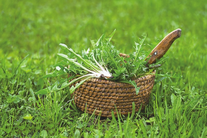 春日吃野菜     怎样更安全