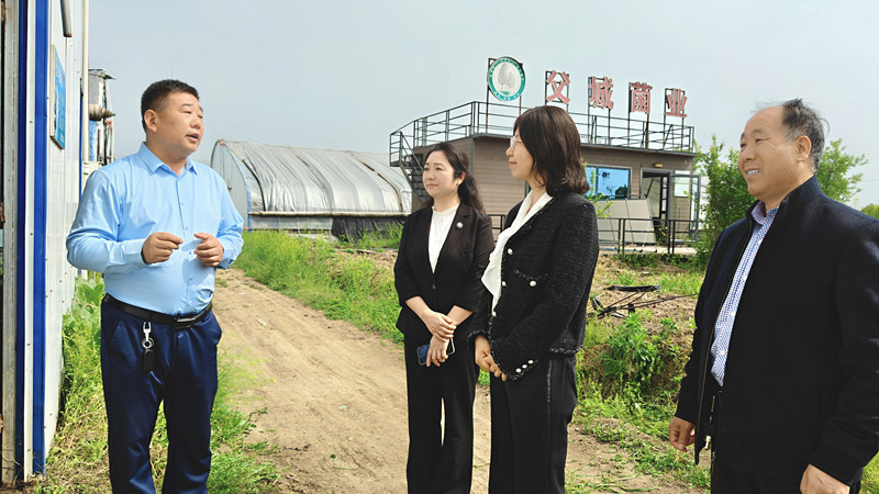 天麻田里问“良方”，科技赋能“致富菌” 平顶山市科协调研宝丰县食用菌生产栽培农技协情况