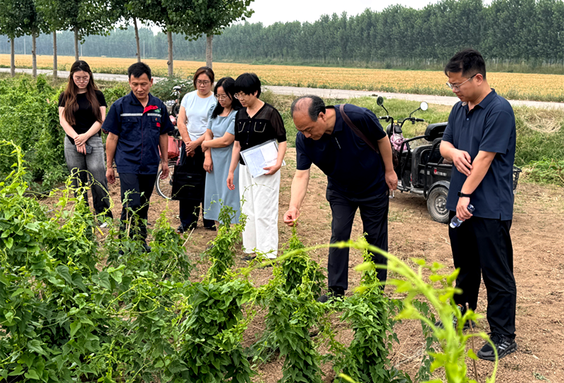 焦作市科协联合河南省农产品加工与贮藏工程学会开展怀山药产业技术对接活动