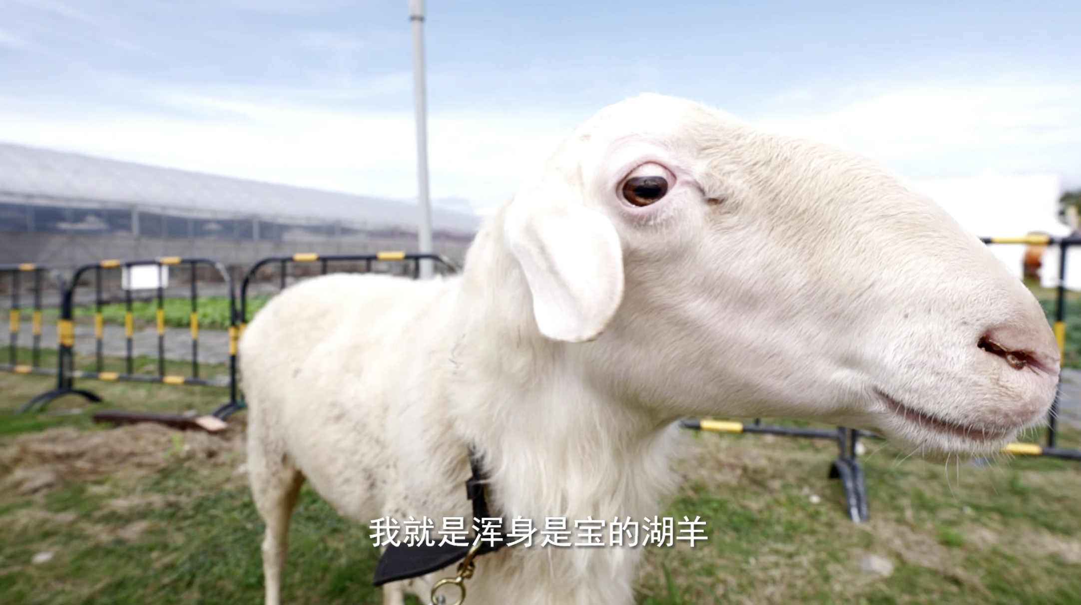 一只“羊咩咩”，如何“链”动亿元大产业？