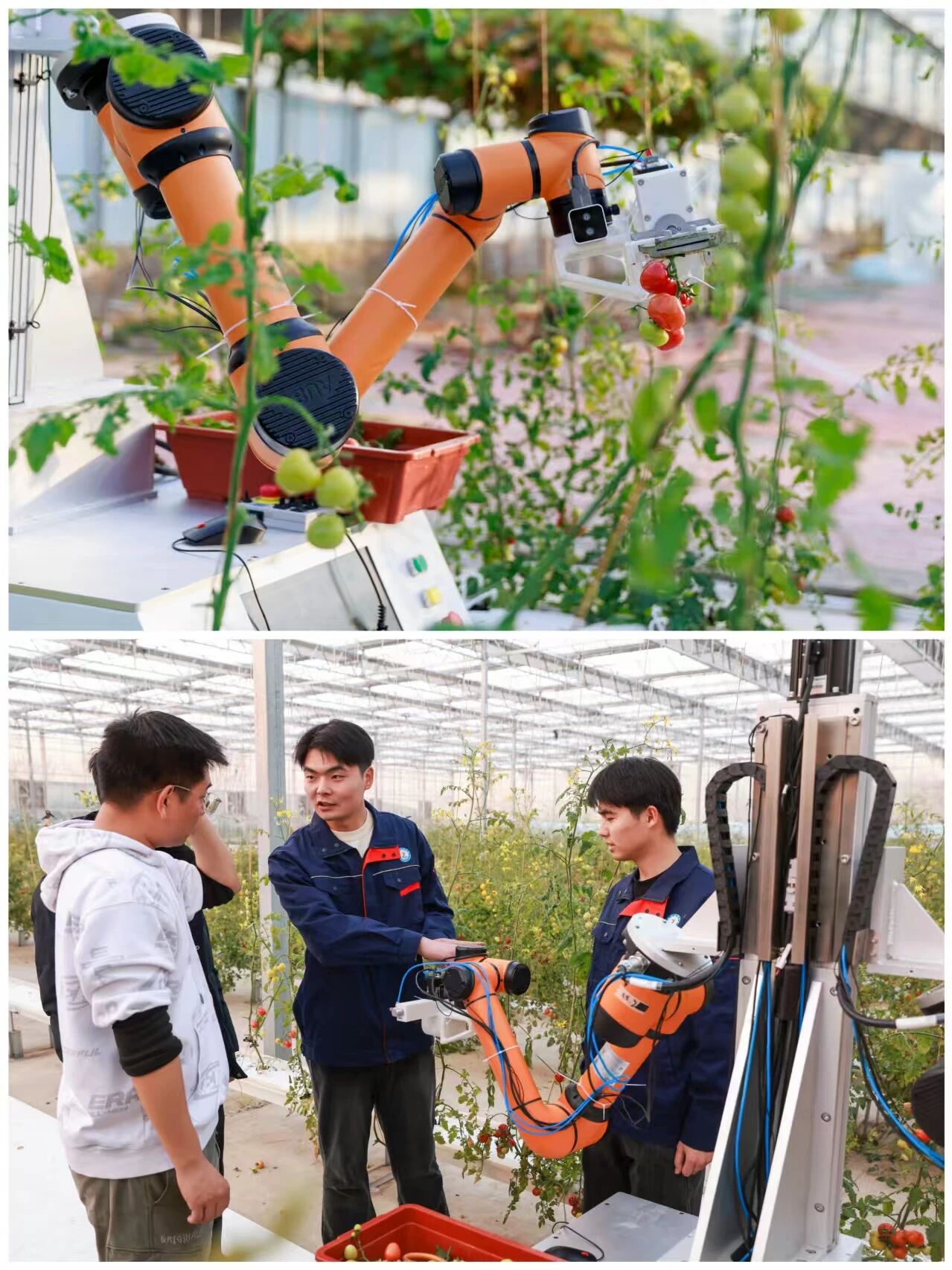 漯河市自主研发采摘机器人“走”出实验室 田间显身手