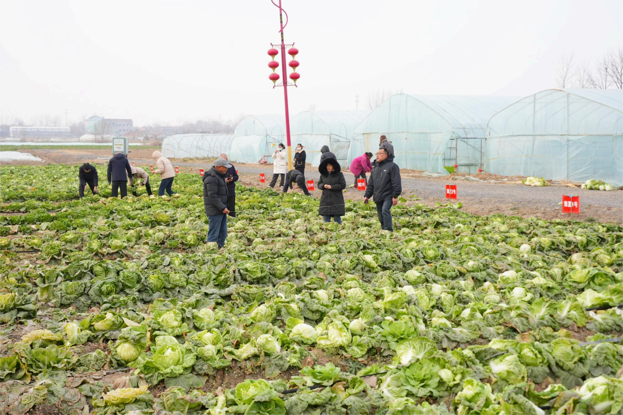科技赋能 苗桥白菜由优质品种变成知名品牌