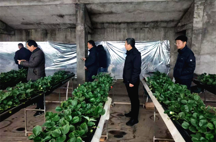 以动制“冻”！沁阳农技专家送来防寒“锦囊妙计”