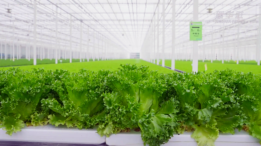 黄朝椿：数字化赋能乡村产业振兴