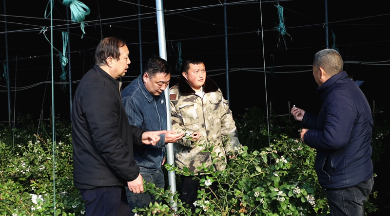 沁阳市农业局：雪后送“技”到田间！