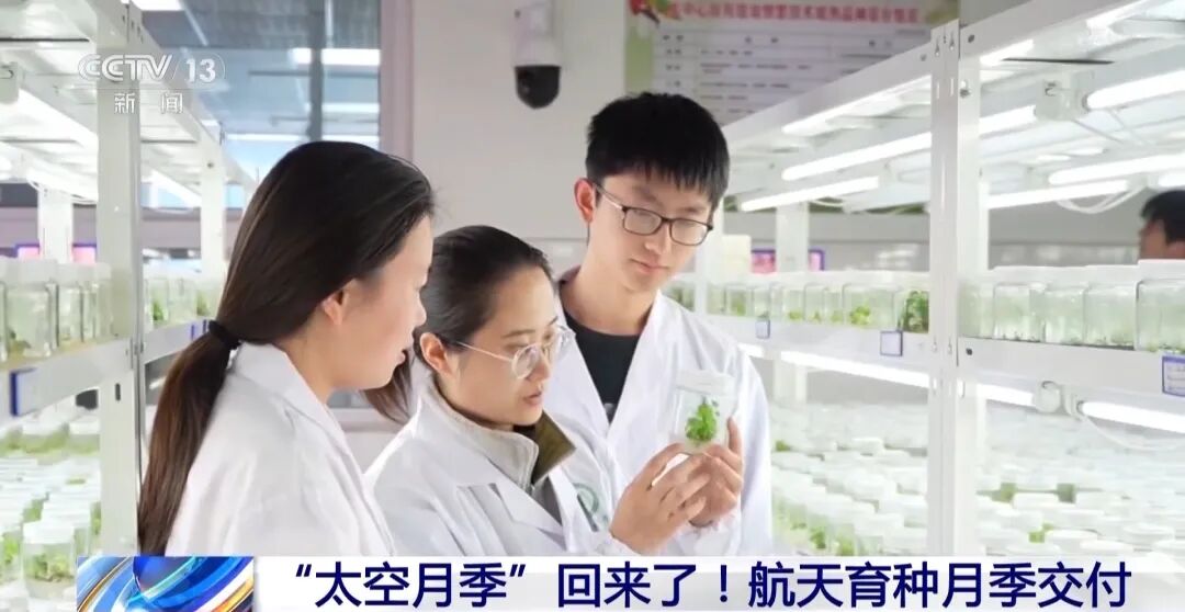 “太空月季”回来了！航天育种新进展→