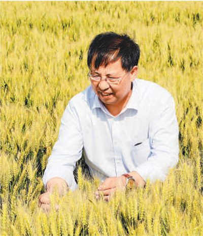 麦田里的守望者：茹振钢的育种人生