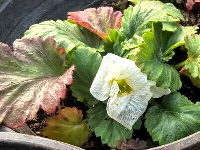 珍稀濒危植物——太行花首次在郑州植物园绽放