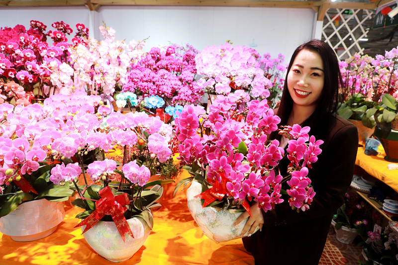 “花式”迎新春 年味拉“满格”  郑州陈砦花卉市场年宵花热销