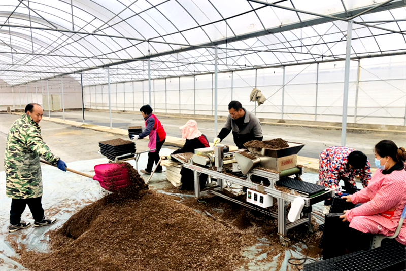 朱阳镇：抢抓春时育苗忙 深耕烟田促振兴