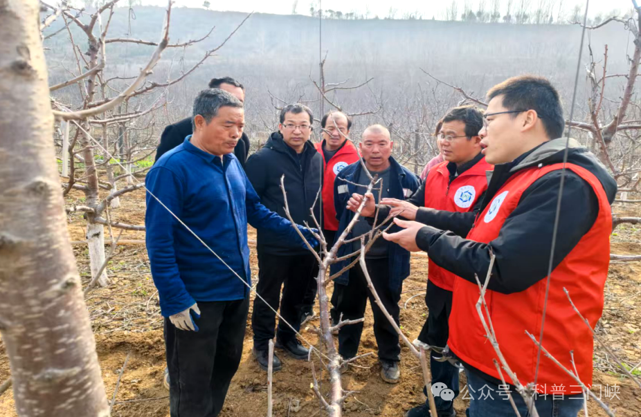 科技特派员田间传技 助力樱桃管护提质增效——义马市科协联合开展农技协助春耕科技志愿服务活动