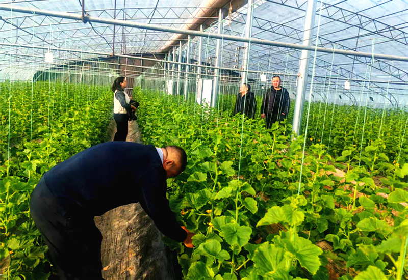 “保姆式”服务精准护航  全力守护西甜瓜“甜蜜产业”