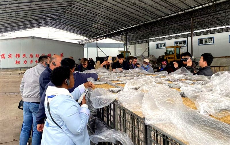 科技赋能兴菌业 交流互促促振兴——宝丰县科协组织开展食用菌高质量发展观摩交流会