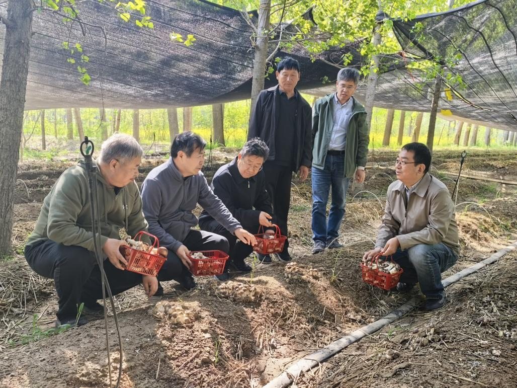 京豫专家联合考察 河南省老科协助力赤松茸种植新模式推广