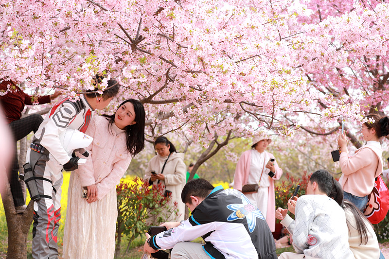荥阳市古柏渡丰乐樱花园樱花盛放 春日花海引客来